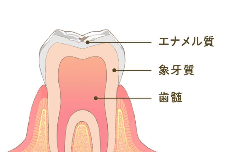 エナメル質・象牙質・歯髄